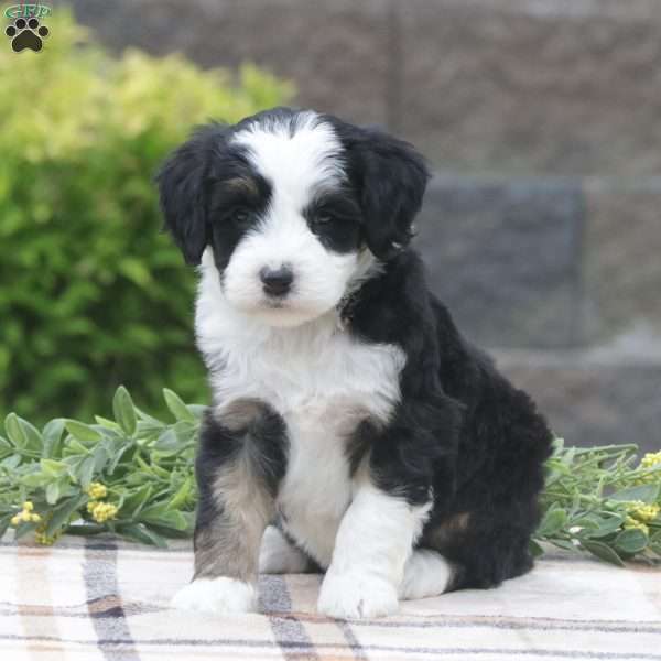 Jackson, Mini Sheepadoodle Puppy